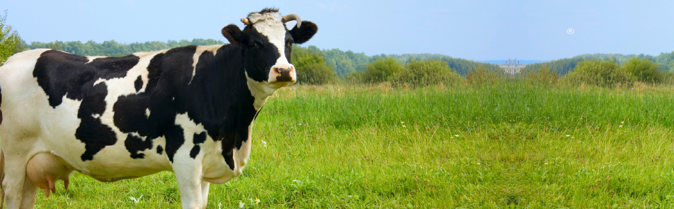 VIRBAC RILEXINE 15% Antibióticos